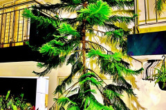 0FADDDFA-E261-47EC-B9F7-9394AE063E21_1_105_c